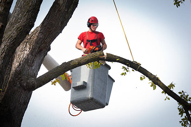 Best Root Management and Removal  in Emmitsburg, MD